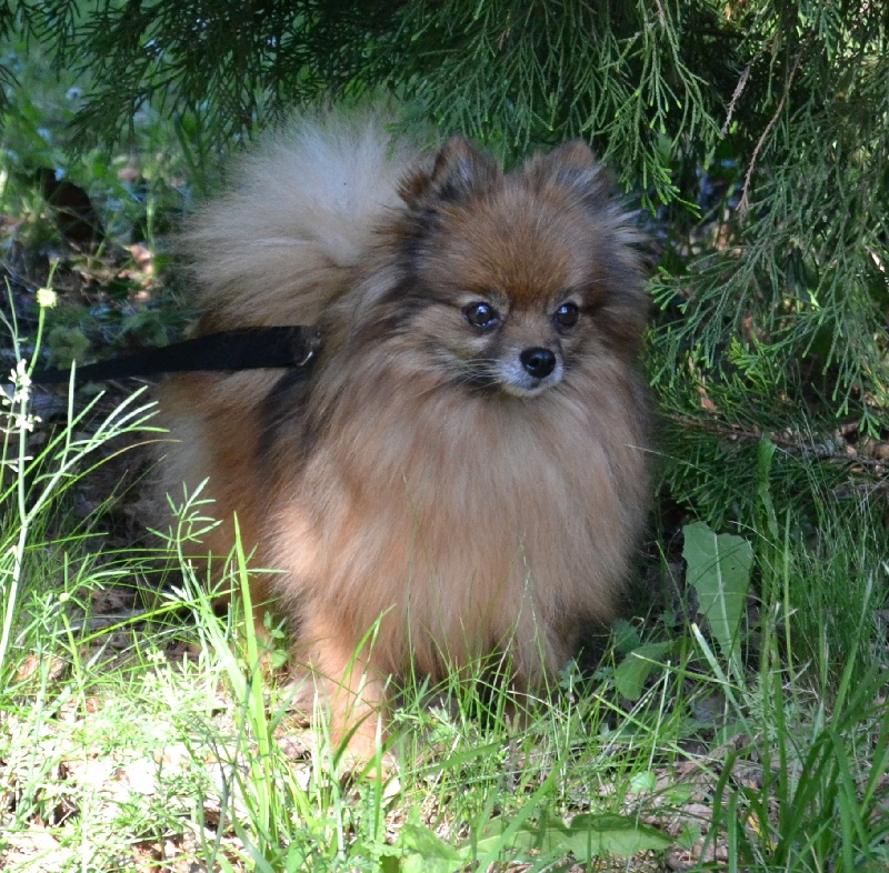 Babette De Djerambar